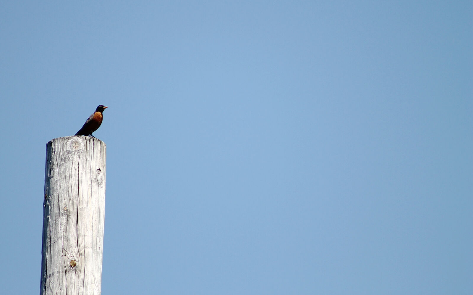 Canon EOS 1100D (EOS Rebel T3 / EOS Kiss X50) sample photo. Bird photography