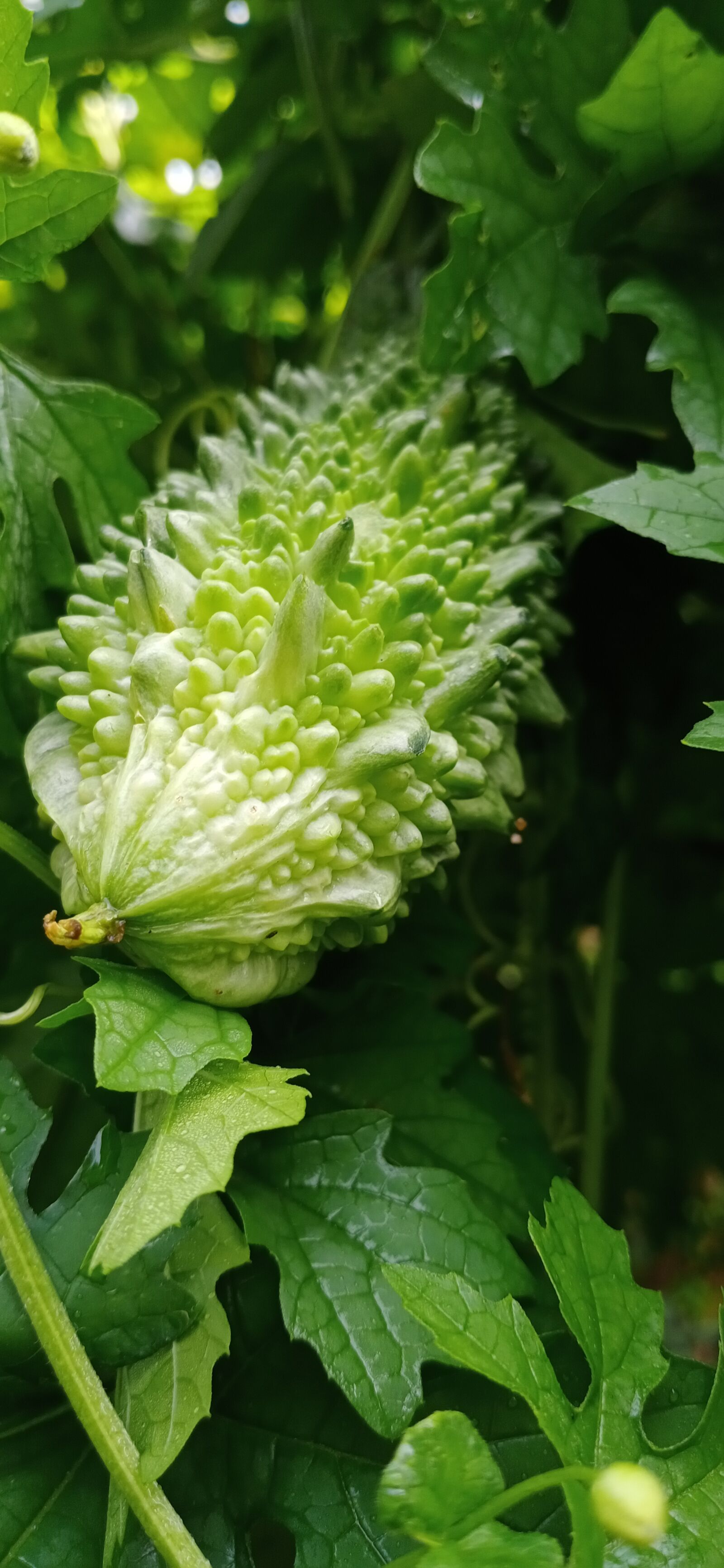 vivo 1907 sample photo
