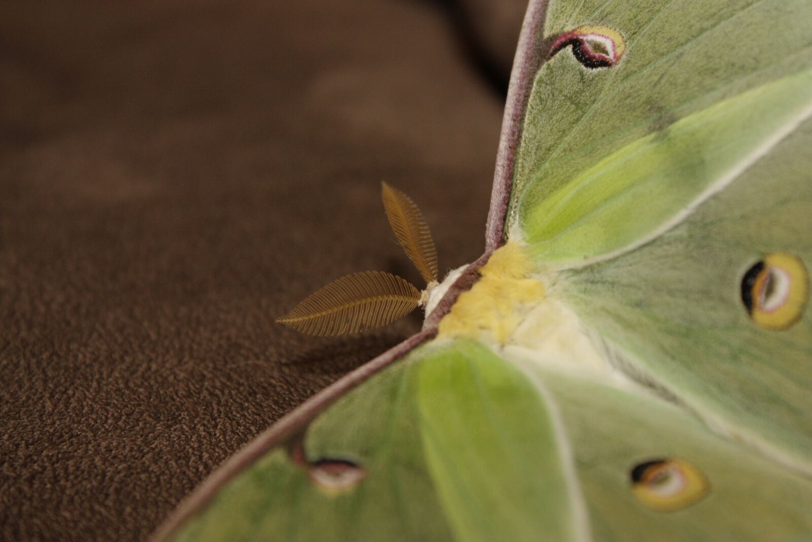Canon EOS 450D (EOS Rebel XSi / EOS Kiss X2) sample photo. Moth, luna, luna moth photography