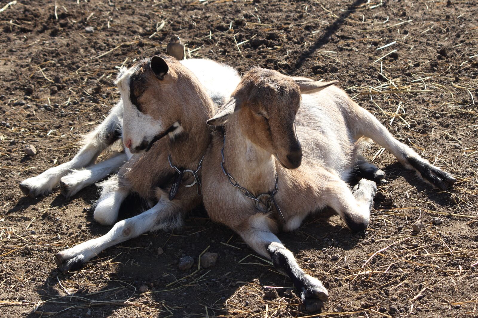 Canon EOS 650D (EOS Rebel T4i / EOS Kiss X6i) sample photo. Goat, farm, animal photography