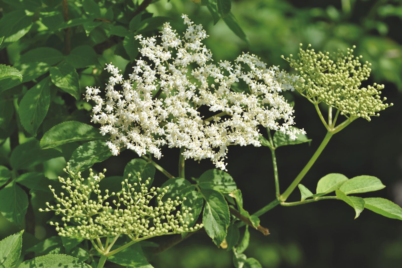 Nikon D7200 sample photo. Elder, elderflower, holder bush photography