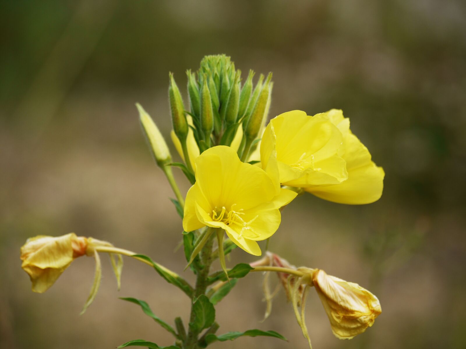 Panasonic Lumix DMC-G1 sample photo. Pink evening primrose, blossom photography