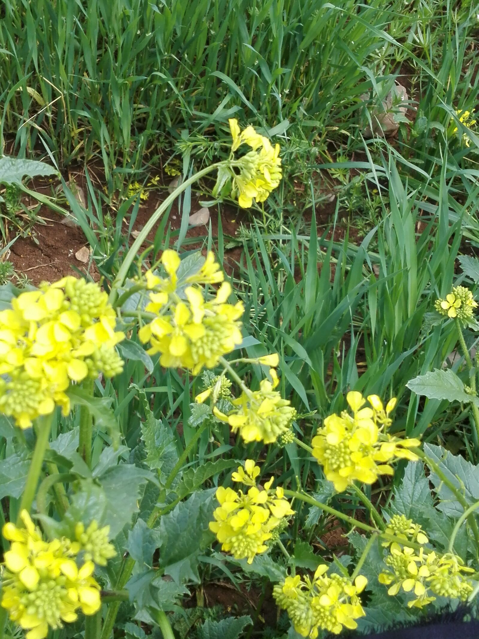 HUAWEI P8 Lite sample photo. Nature, flower, grass photography
