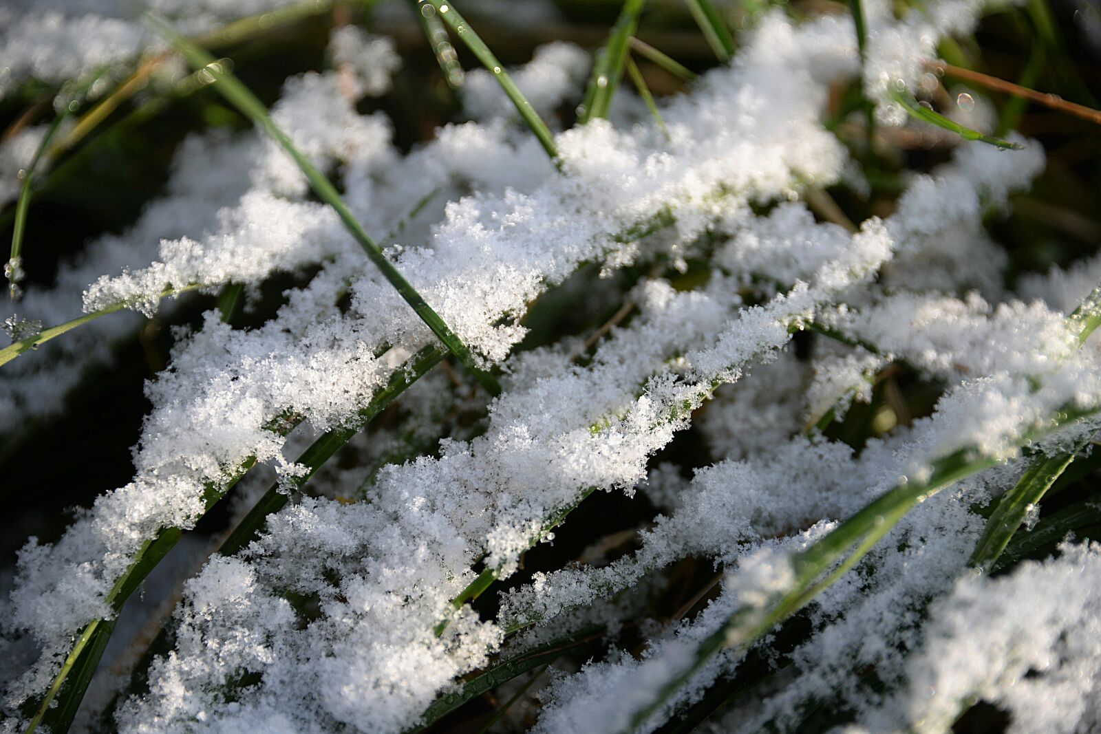Nikon D610 sample photo. Snow, blades of grass photography