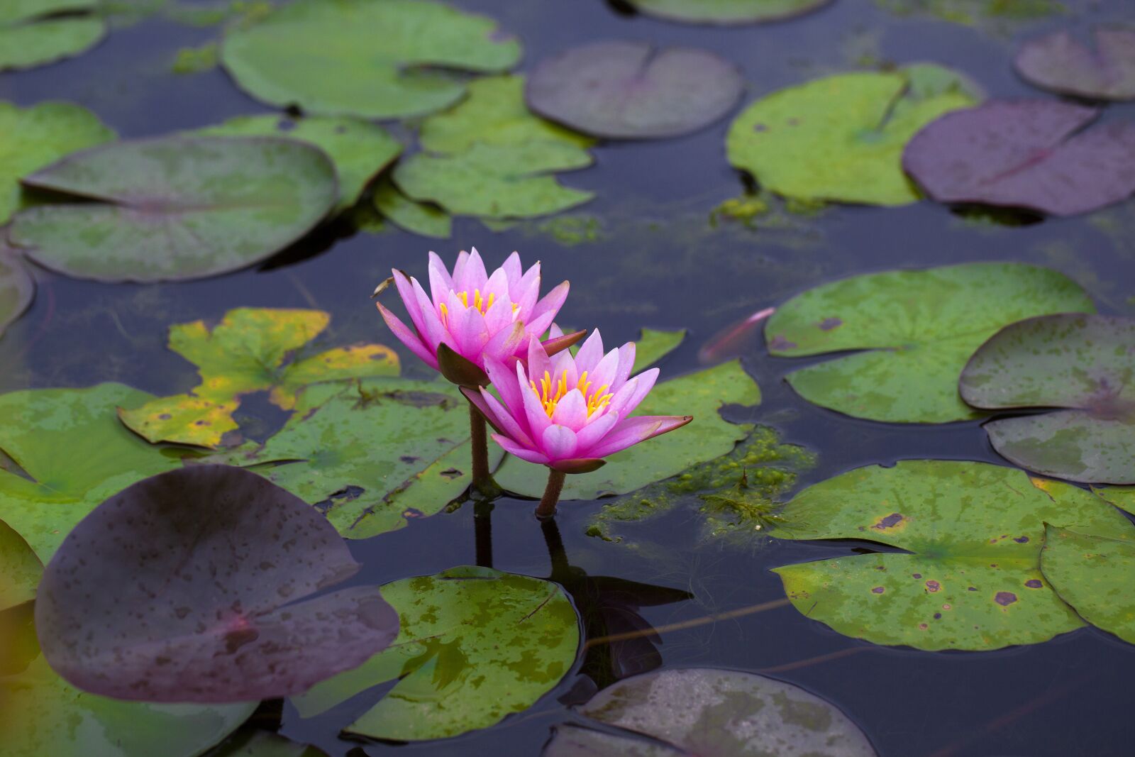 Canon EOS 5D Mark II + Canon EF 100mm F2.8L Macro IS USM sample photo. Water lilies, flowers, pond photography