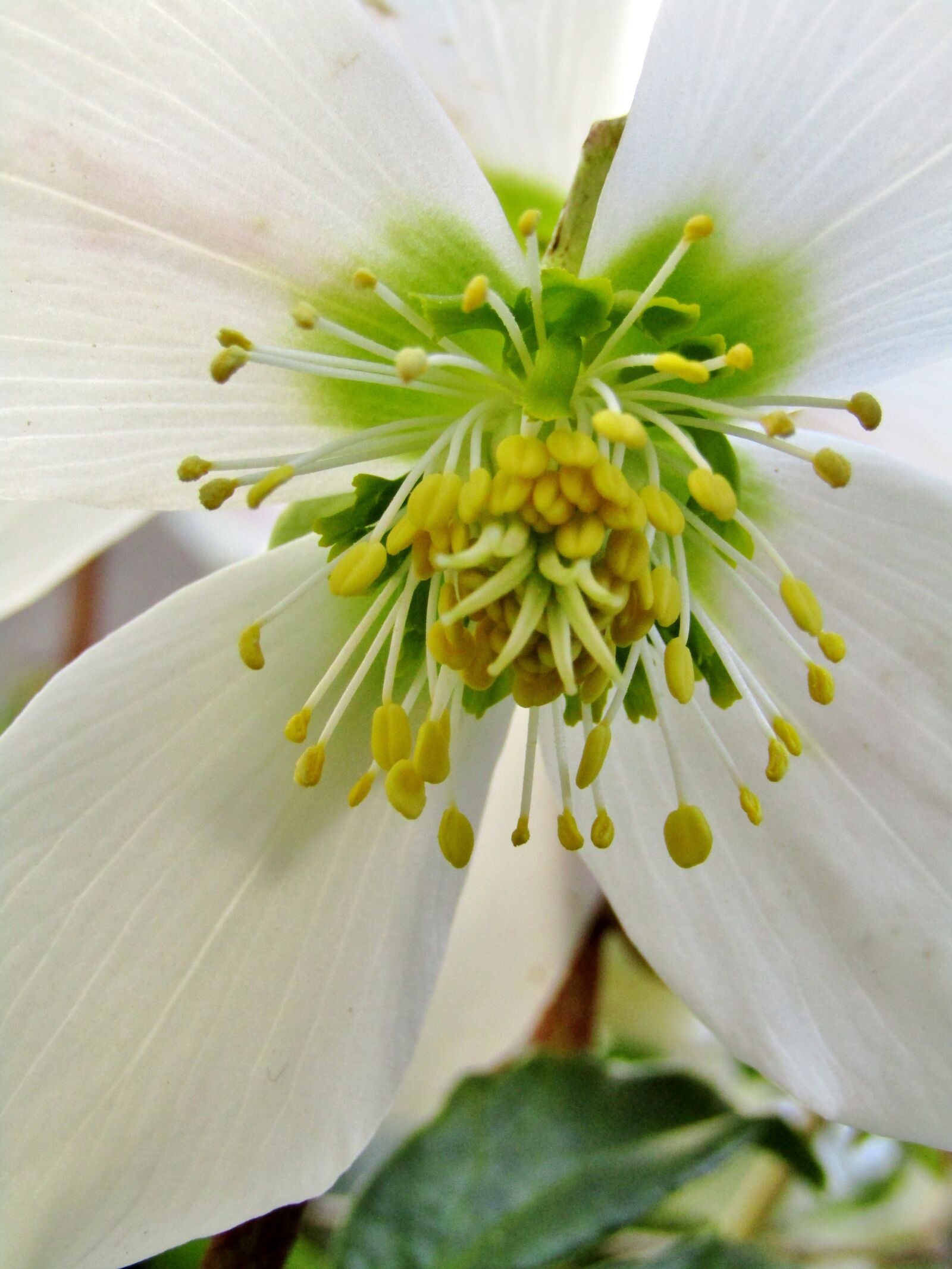 Canon POWERSHOT SX432 IS sample photo. Christmas rose, white, pistil photography