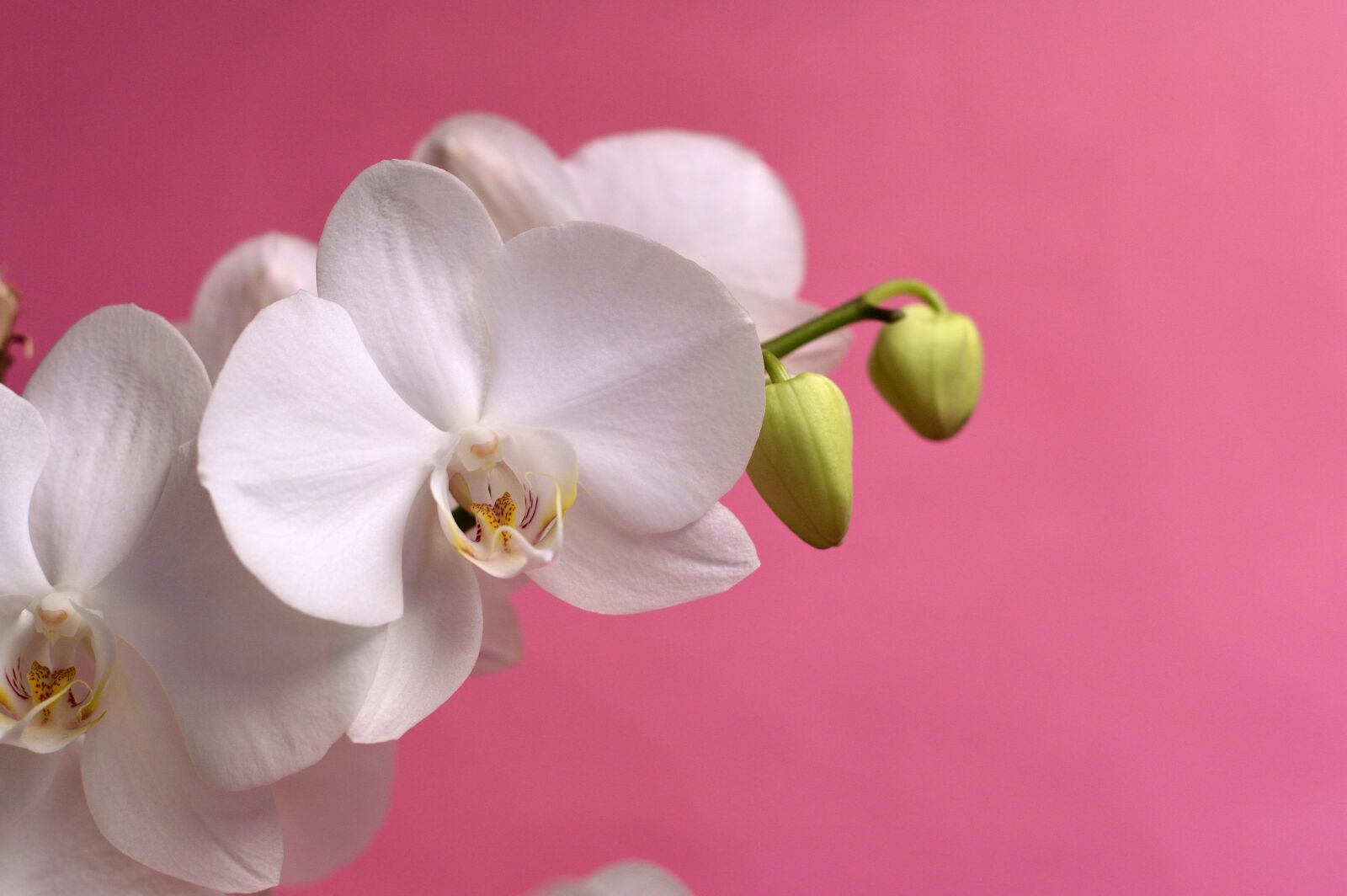 Nikon D3200 sample photo. Orchid, tropical, flower photography