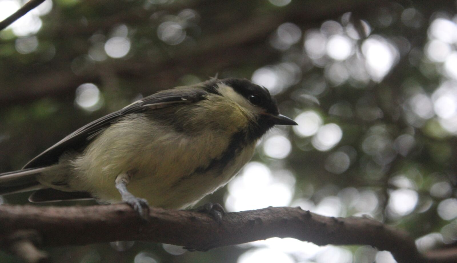Canon EOS 550D (EOS Rebel T2i / EOS Kiss X4) sample photo. Bird, tit, garden photography