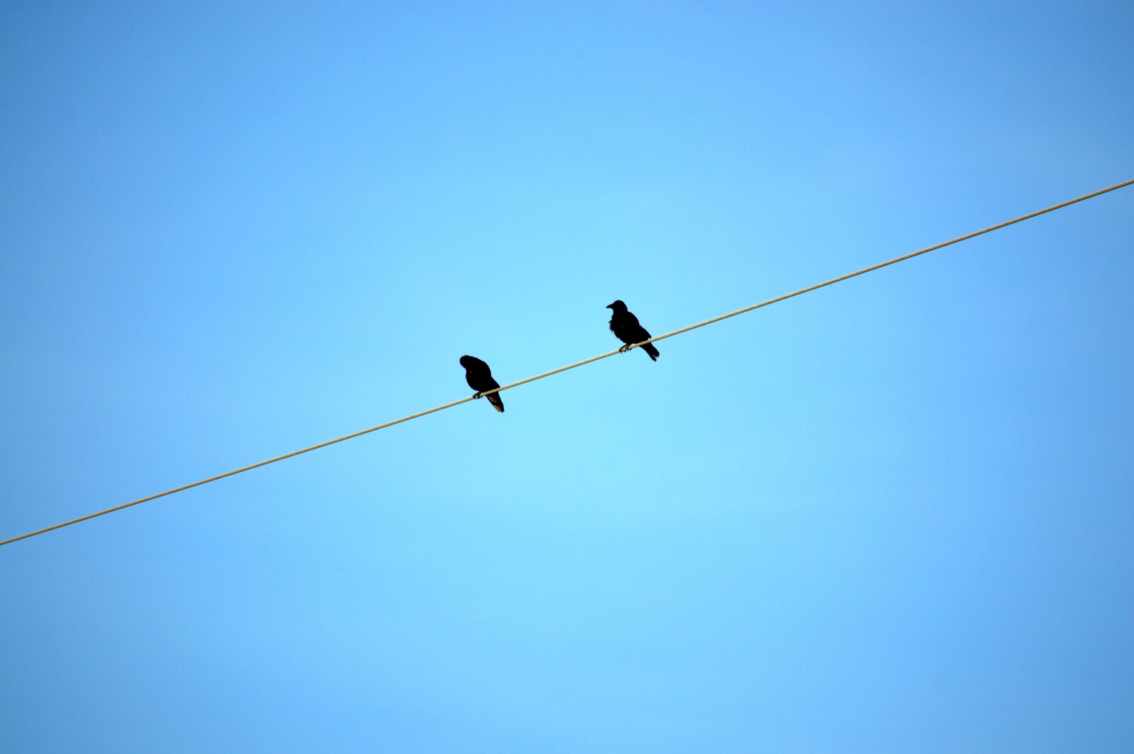 Nikon D3200 sample photo. Power line, birds, sky photography