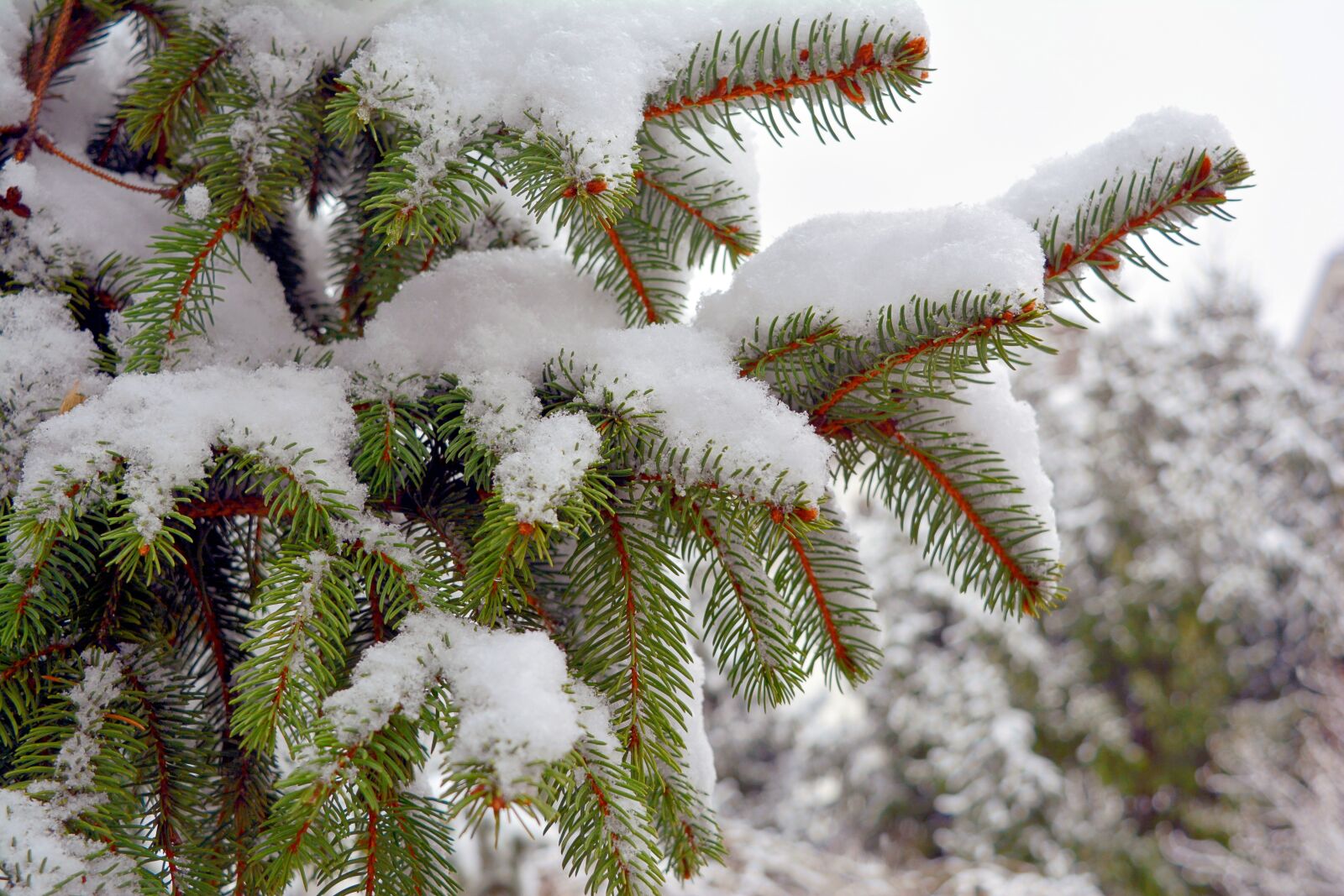Nikon D5200 sample photo. Brad, snow, winter photography