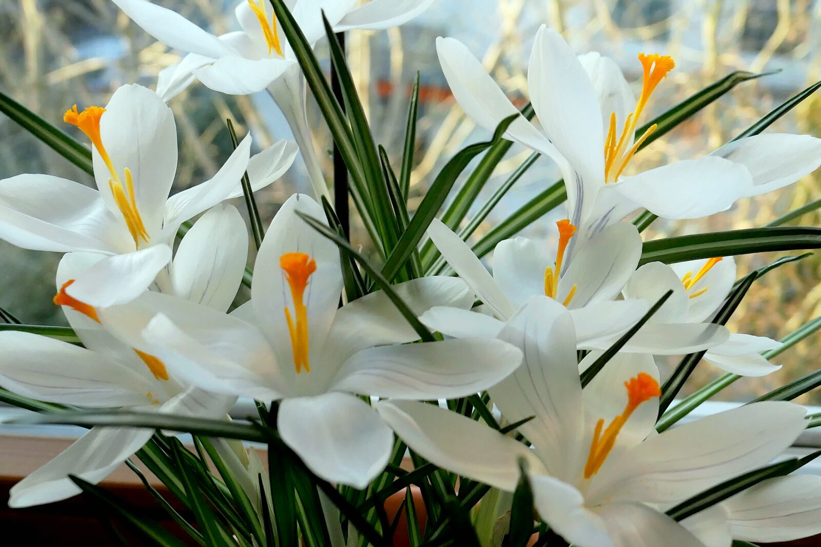 Panasonic Lumix DMC-LX10 (Lumix DMC-LX15) sample photo. Crocus, flower, flowers temple photography