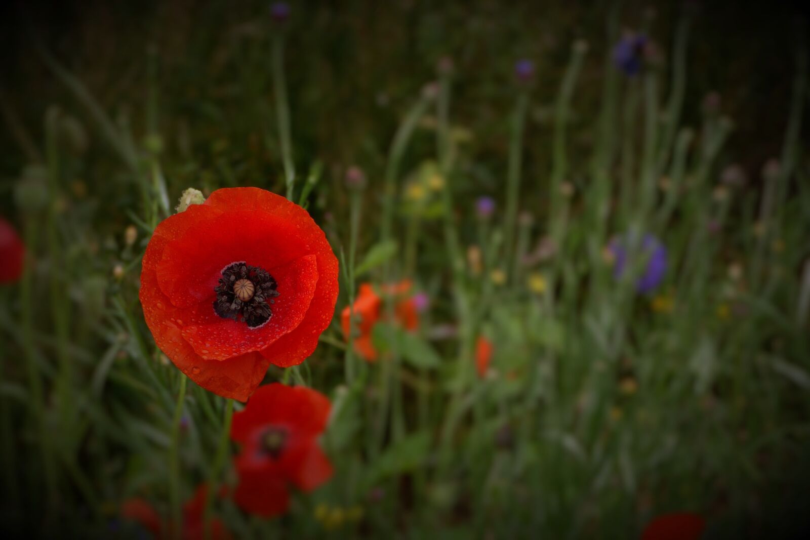 Panasonic Lumix DMC-FZ40 (Lumix DMC-FZ45) sample photo. Wild poppies, flowers, plant photography