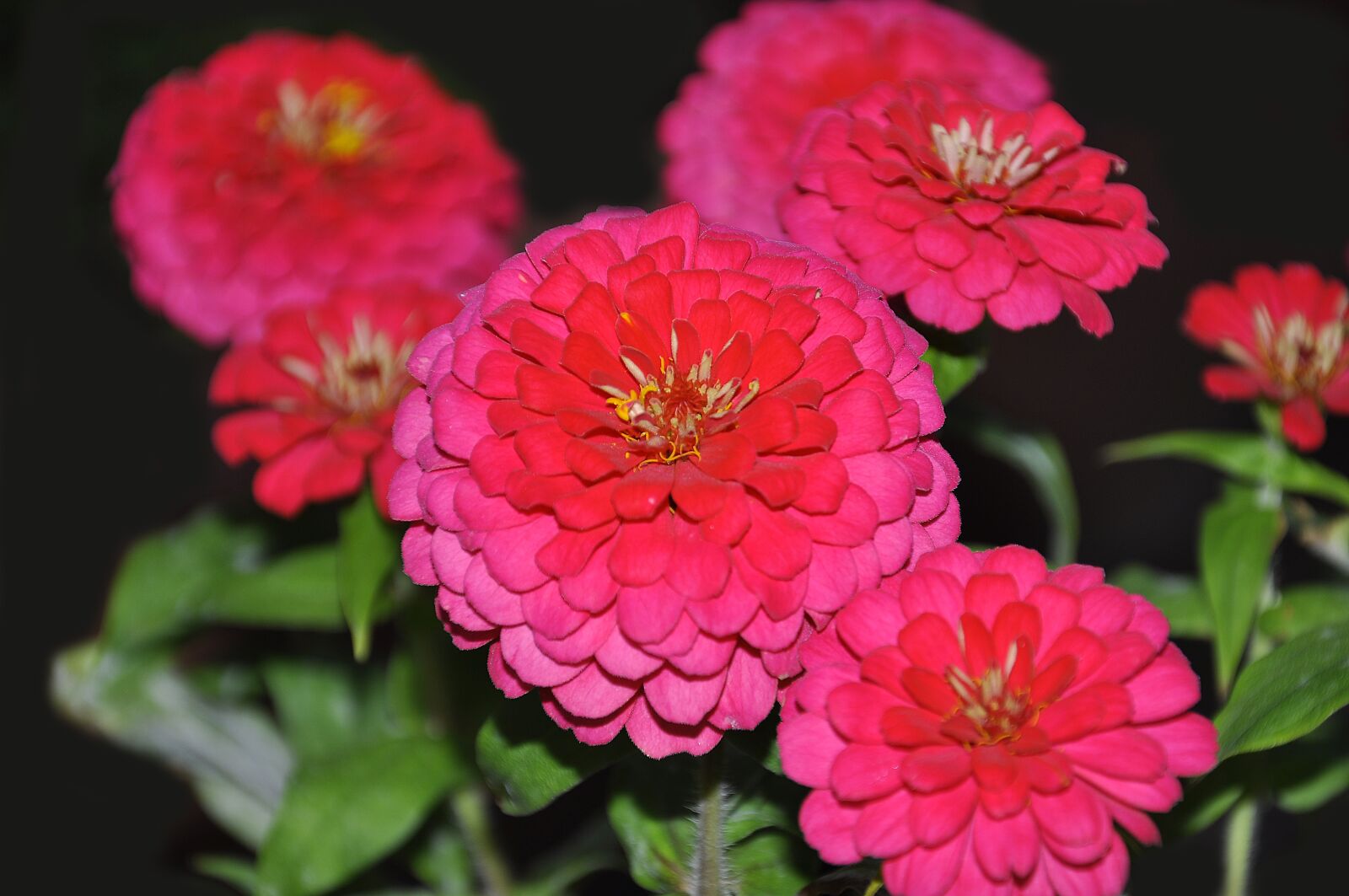 Nikon D90 sample photo. Pink, gerbera, beautiful photography