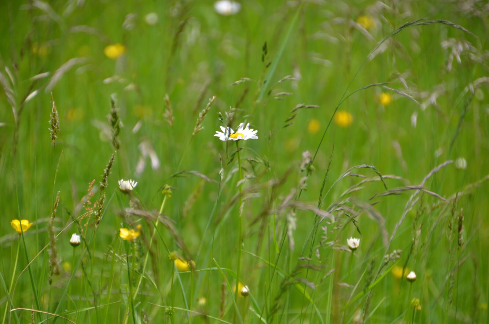 Nikon D7000 sample photo. Summer meadow, meadow, nature photography