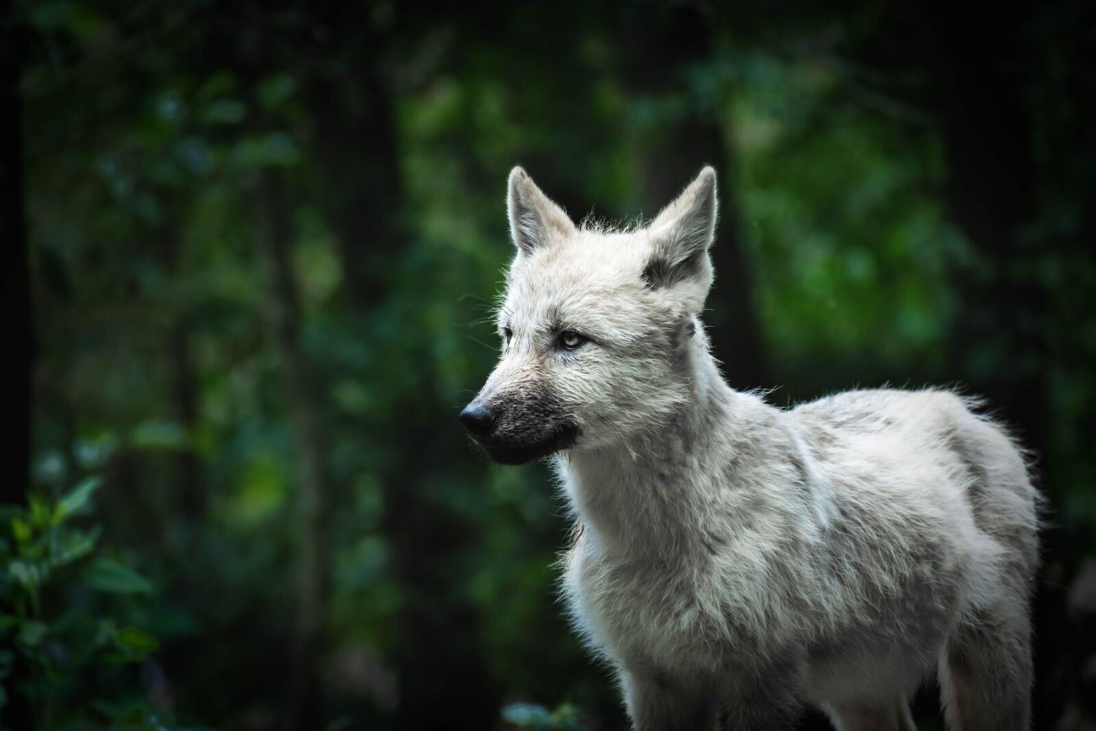 Nikon D5600 sample photo. Wolf, animal, wolves photography