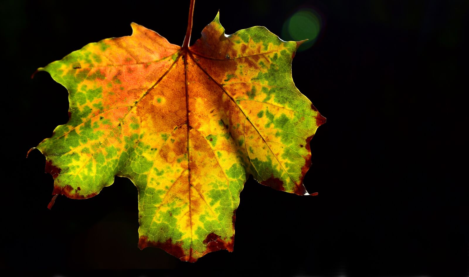 Nikon D750 sample photo. Autumn, leaf, maple photography