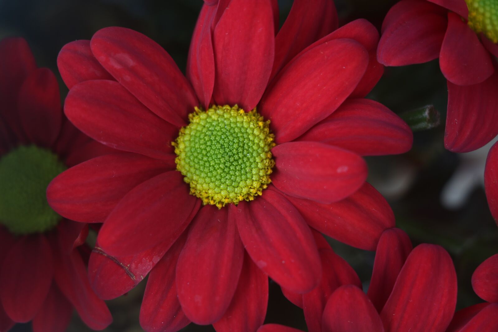 Canon EOS 7D Mark II sample photo. Flower, petals, nature photography