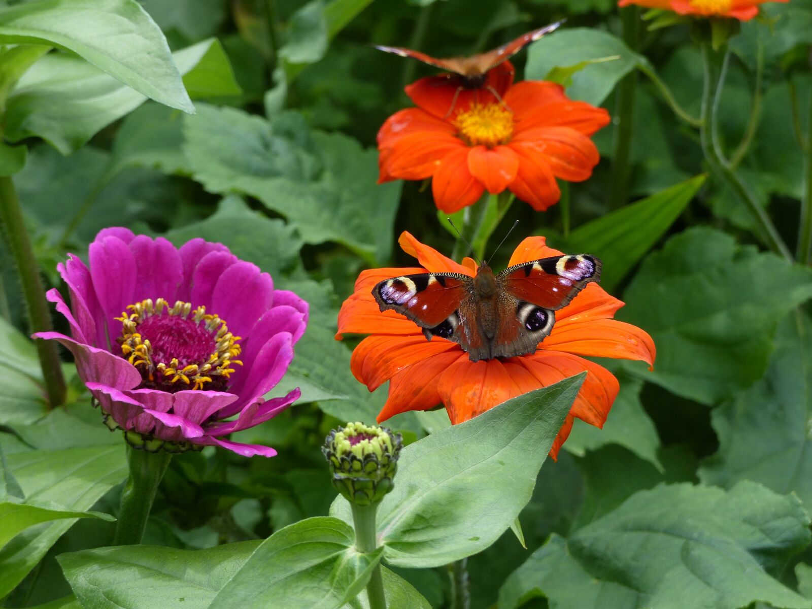 Panasonic Lumix DMC-FZ200 sample photo. Butterfly, blossom, bloom photography
