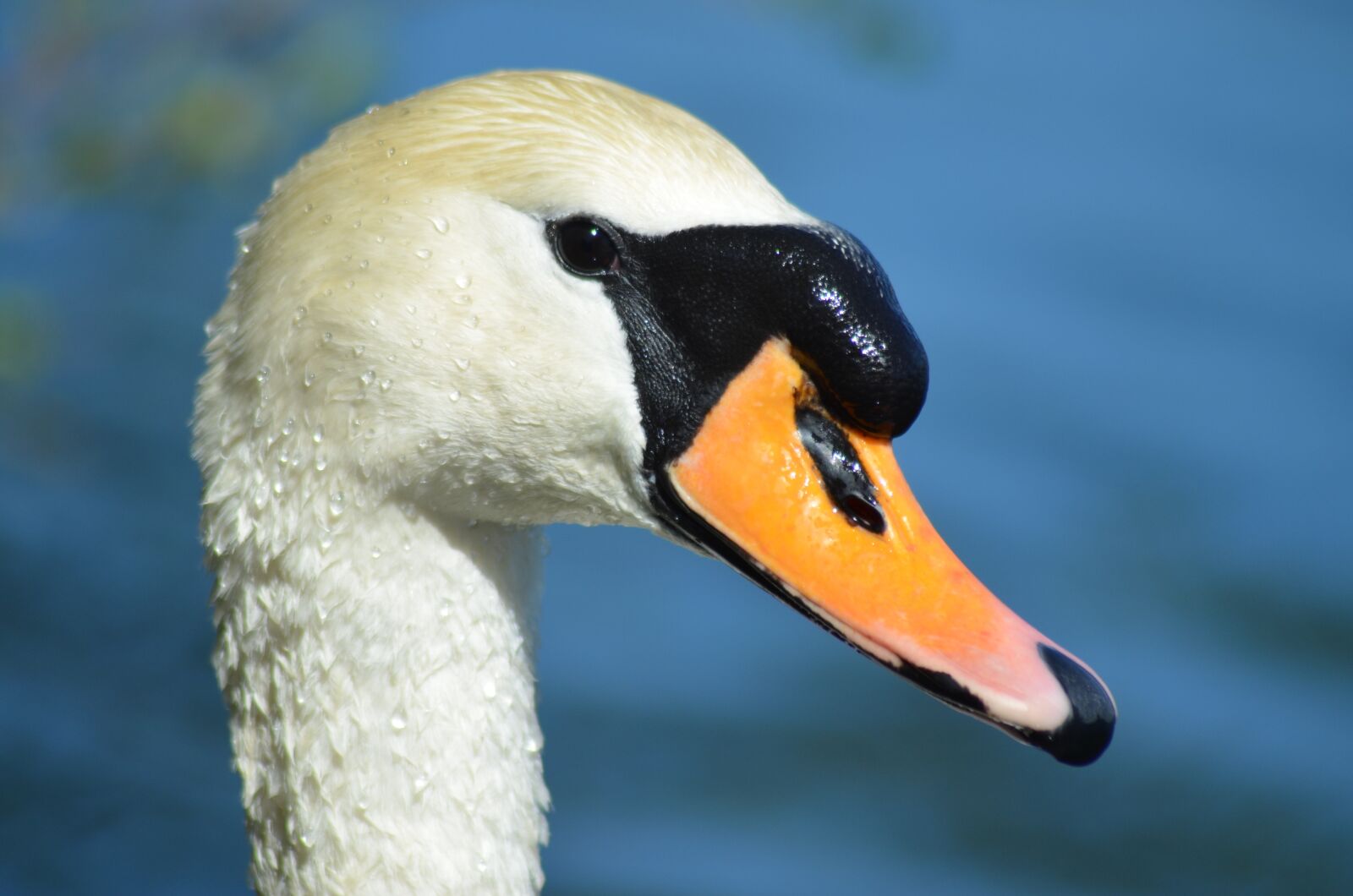 Nikon D5100 sample photo. Swan, duck, beak photography