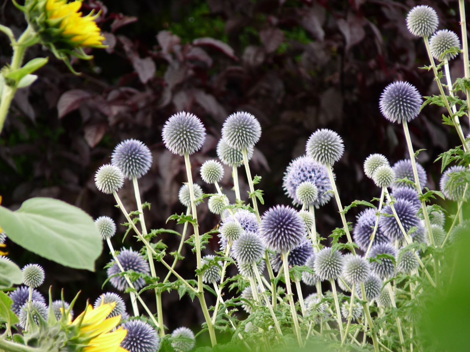 Panasonic Lumix DMC-FZ28 sample photo. Thistle, flower, blue photography