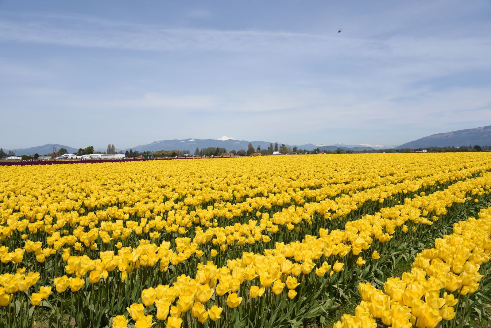 Nikon D750 sample photo. Tulips, colorful, spring photography