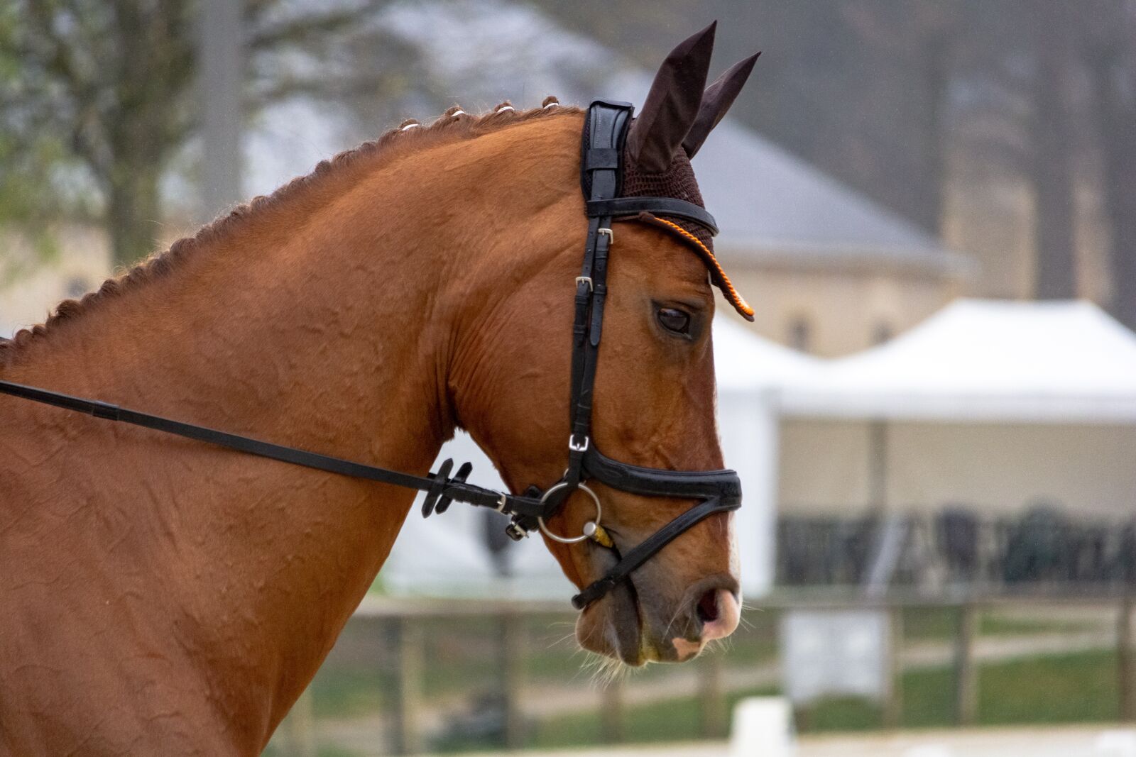 Canon EF-S 55-250mm F4-5.6 IS STM sample photo. Horses, horse, nature photography