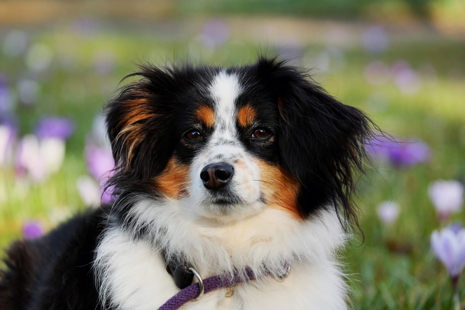 Fujifilm XF 55-200mm F3.5-4.8 R LM OIS sample photo. Australian shepherd, dog, animal photography
