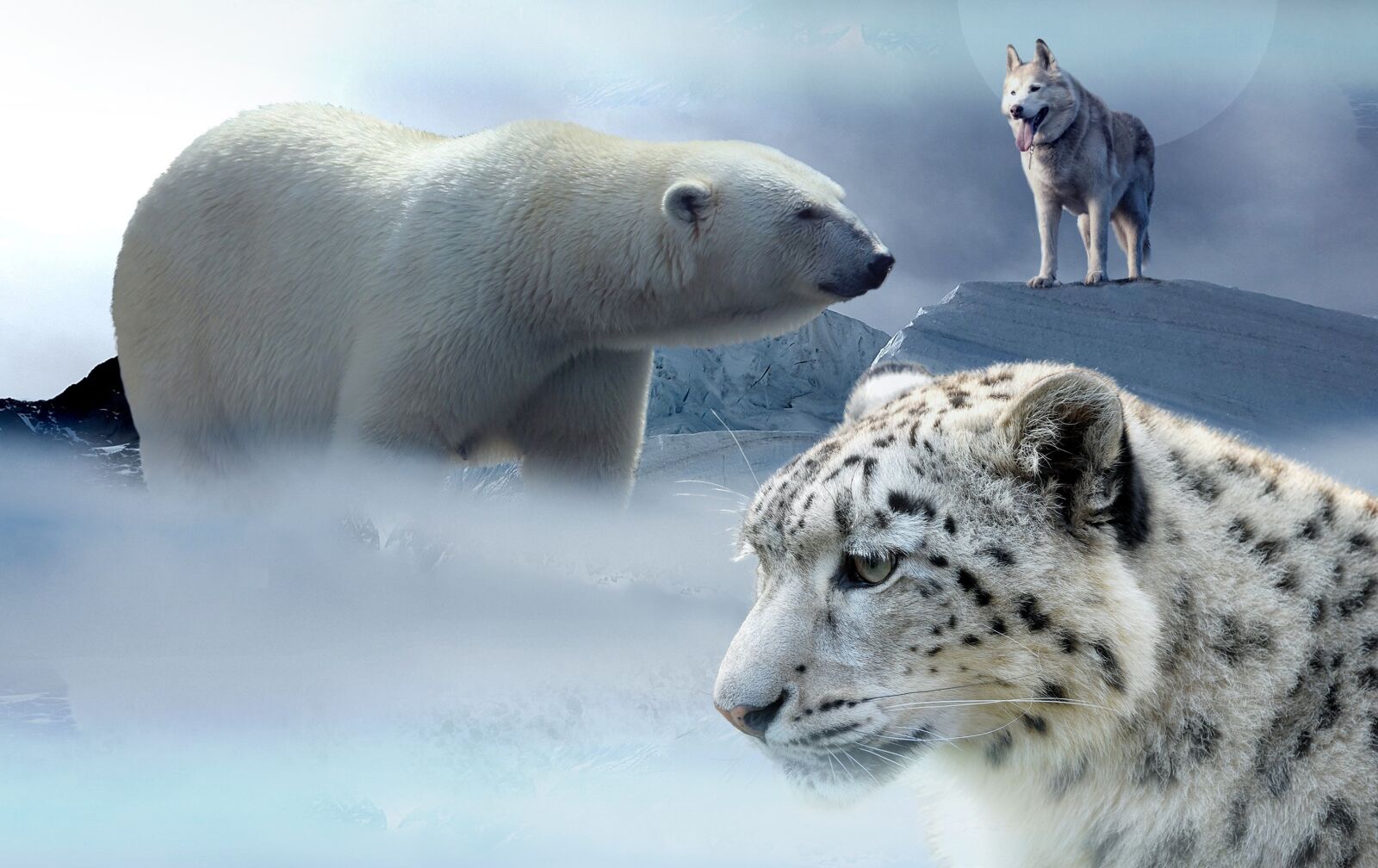 Nikon D3200 sample photo. Polar bear, husky, leopard photography