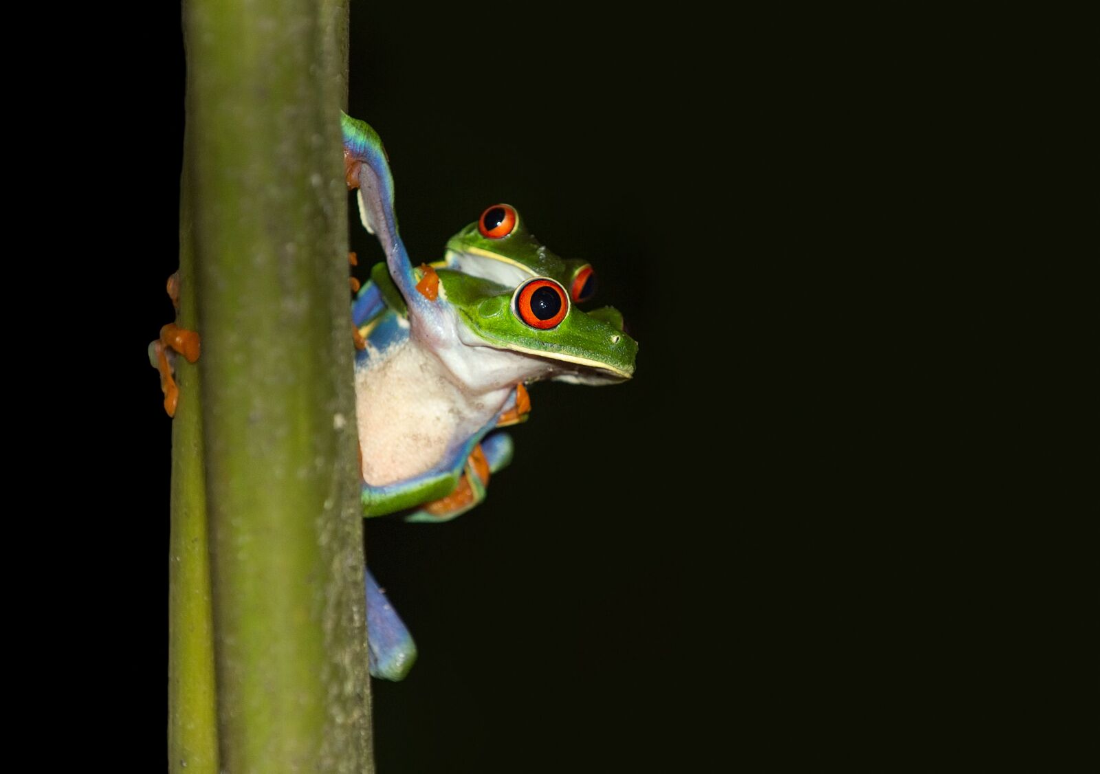Nikon D4 sample photo. Frog, red-eyed tree frog photography