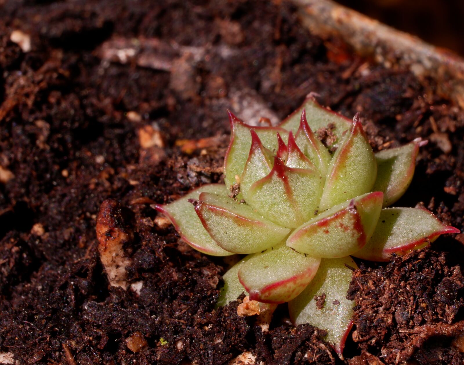 Fujifilm X-A3 + Fujifilm XC 16-50mm F3.5-5.6 OIS II sample photo. Succulent, cactus, plant photography
