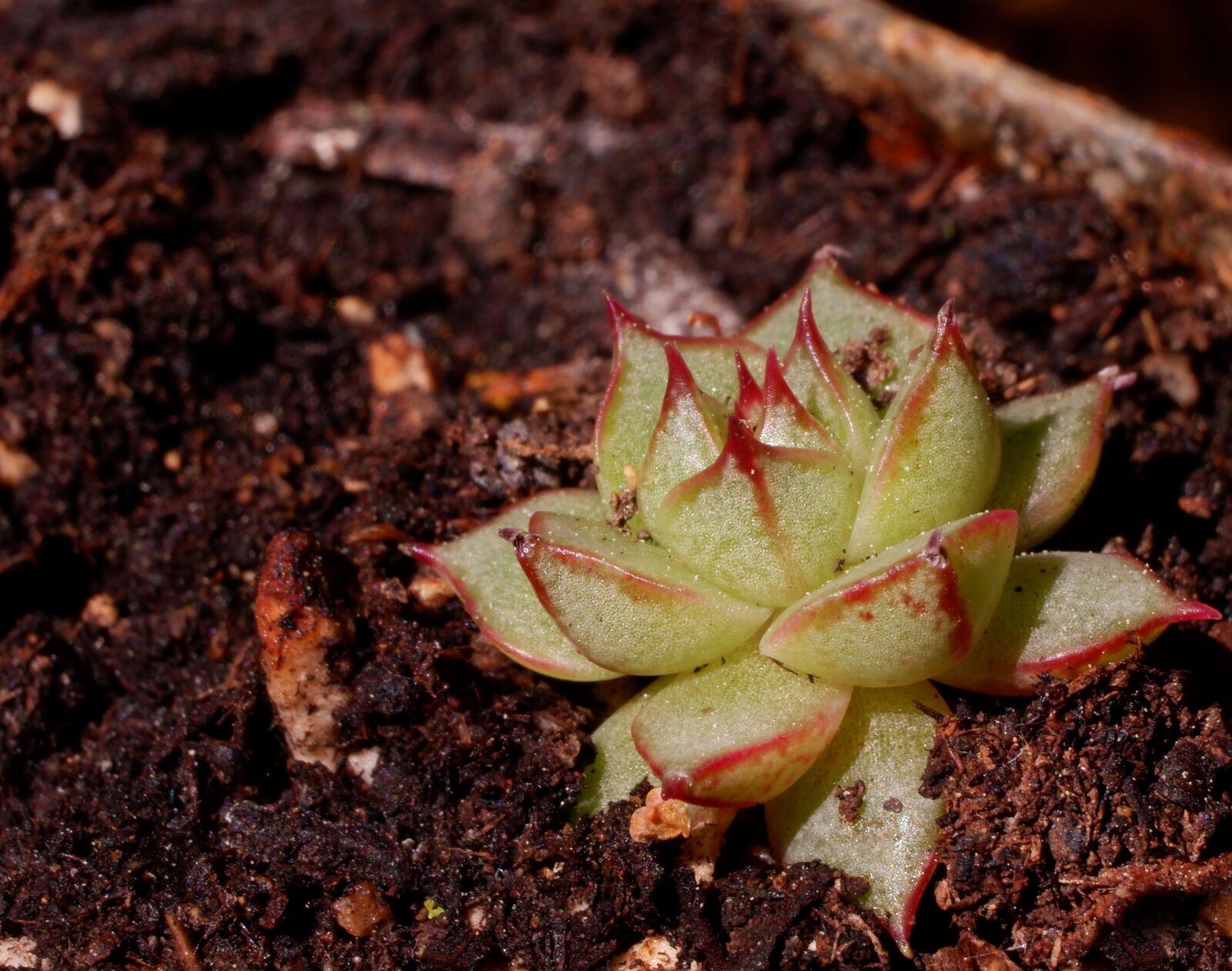 Fujifilm X-A3 sample photo. Succulent, cactus, plant photography