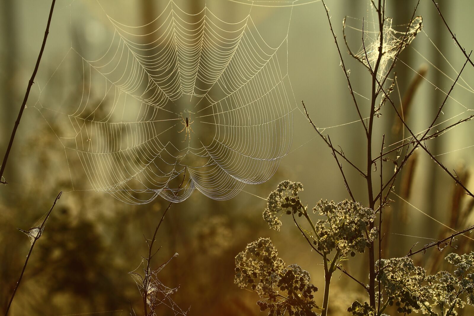 Canon EOS 7D sample photo. Cobweb, spider, season i photography