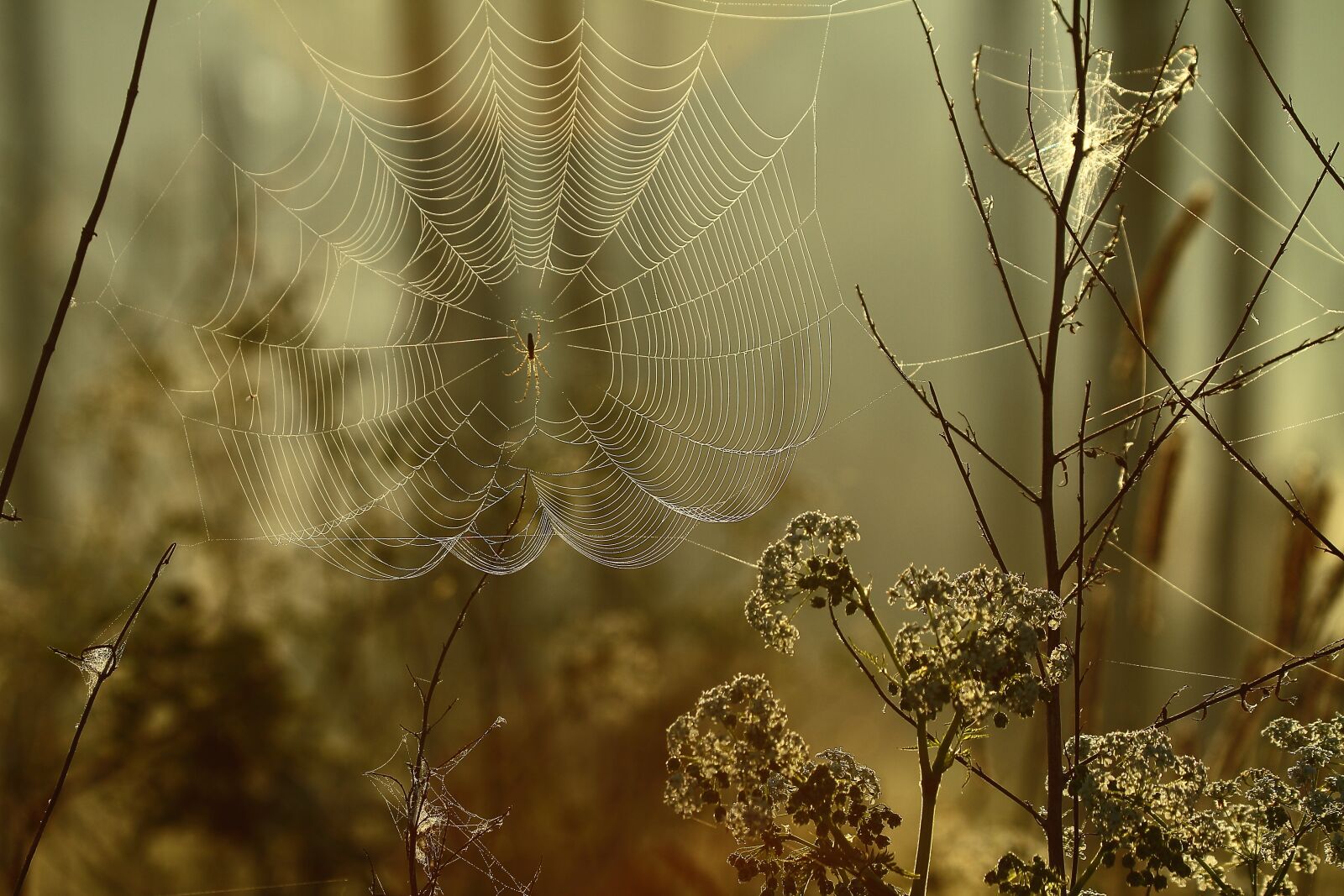 Canon EOS 7D + Canon EF 100-400mm F4.5-5.6L IS USM sample photo. Cobweb, spider, season i photography