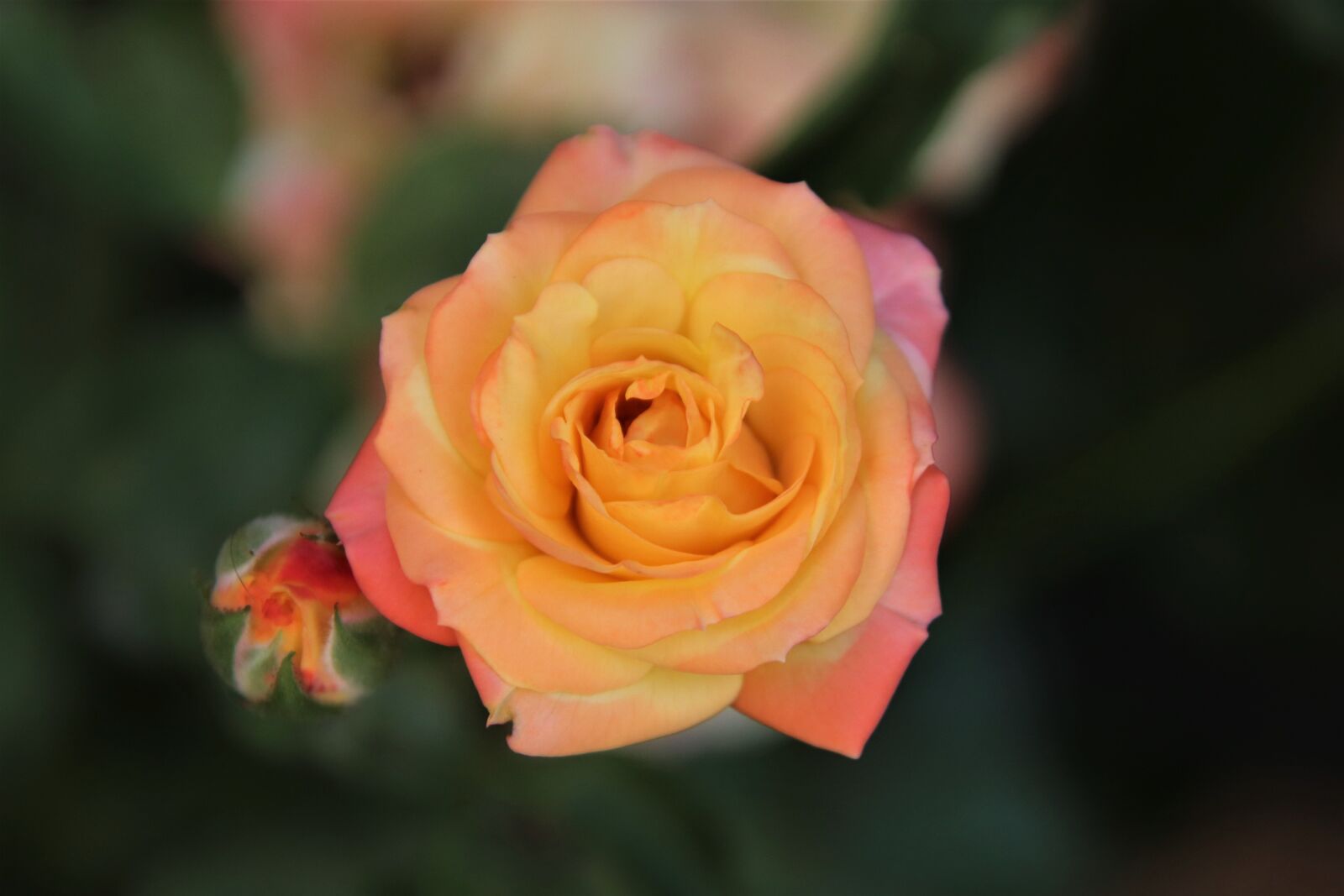 Canon EOS 800D (EOS Rebel T7i / EOS Kiss X9i) sample photo. Roses, flowering shrubs, color photography