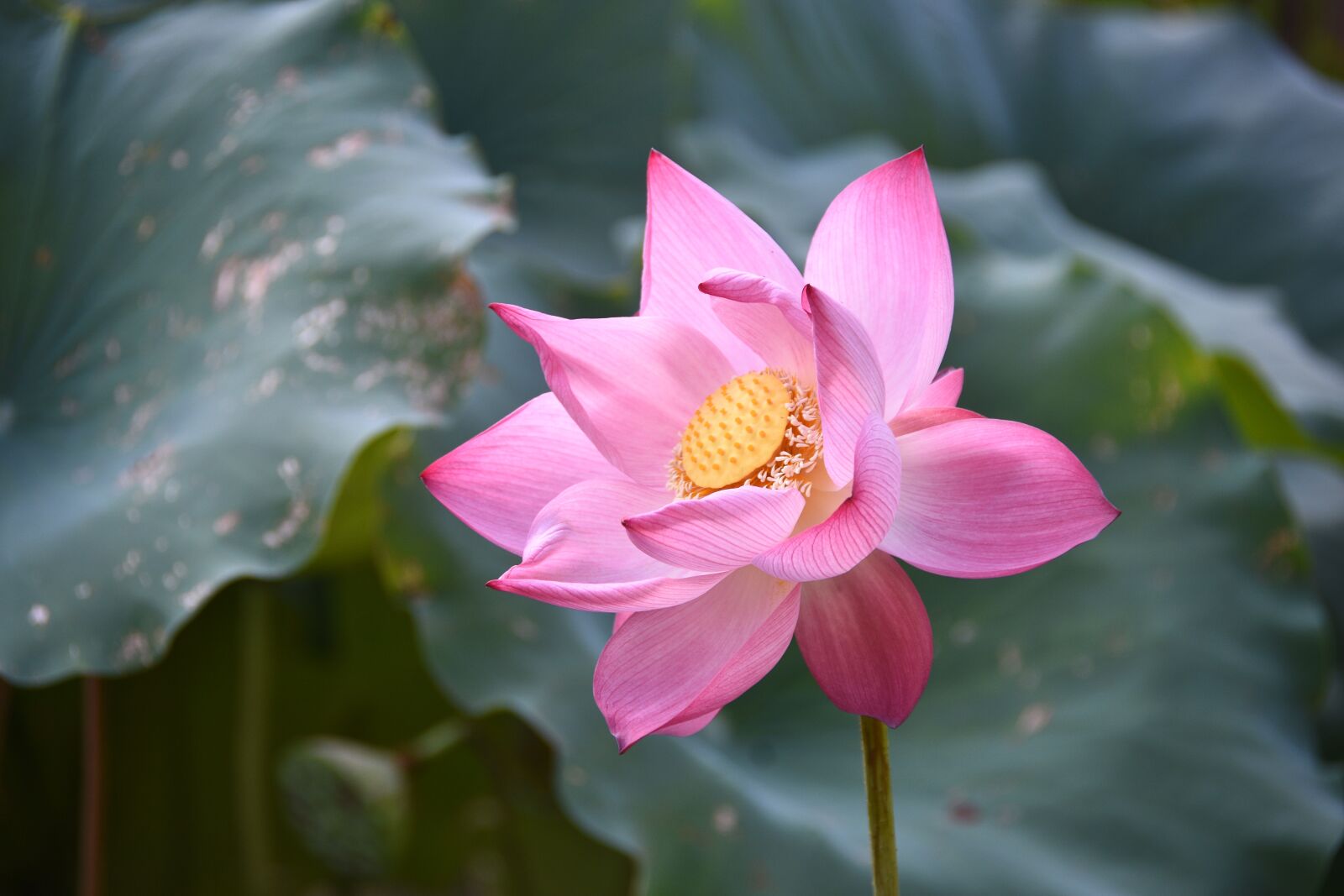 Nikon D7200 sample photo. Lotus flowers, pink, ao photography