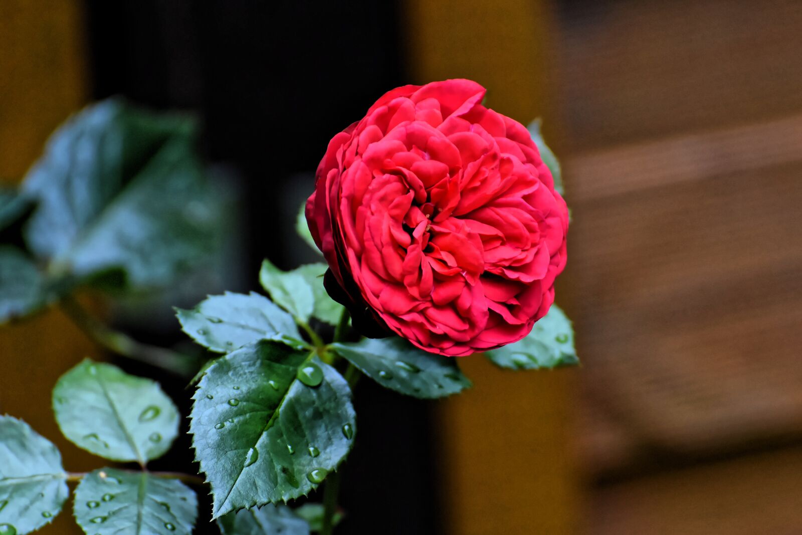 Nikon D7200 sample photo. Rose, blossom, bloom photography