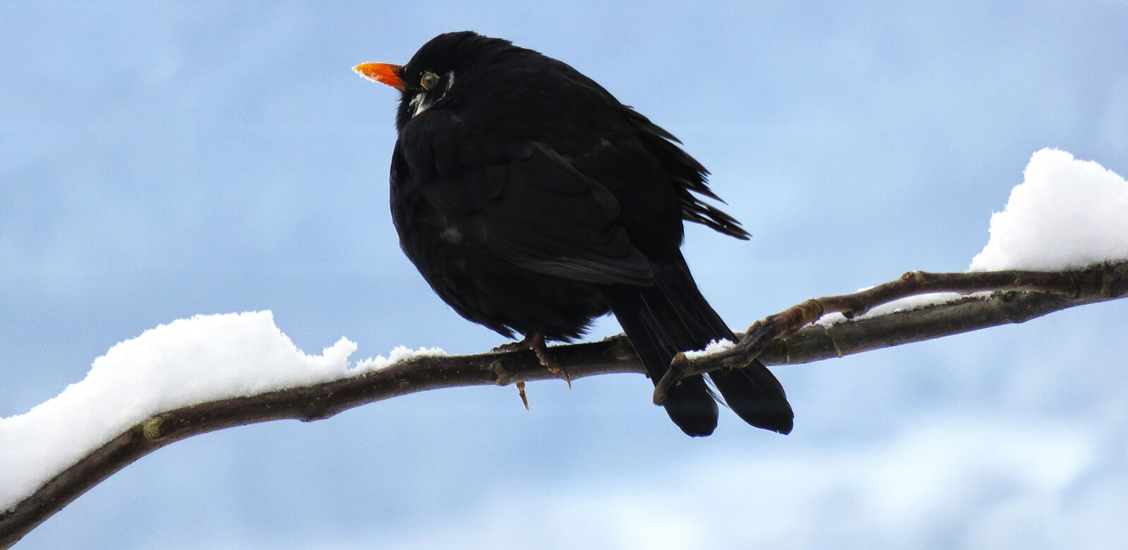 Canon PowerShot SX710 HS sample photo. Blackbird, winter, bird photography