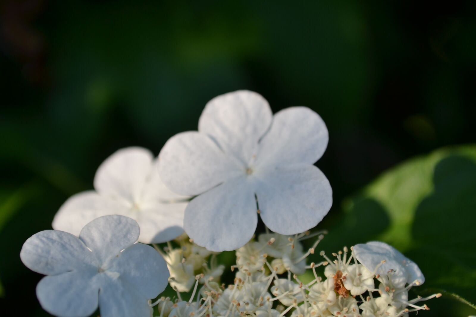 Nikon D3100 sample photo. Flower, summer, nature photography
