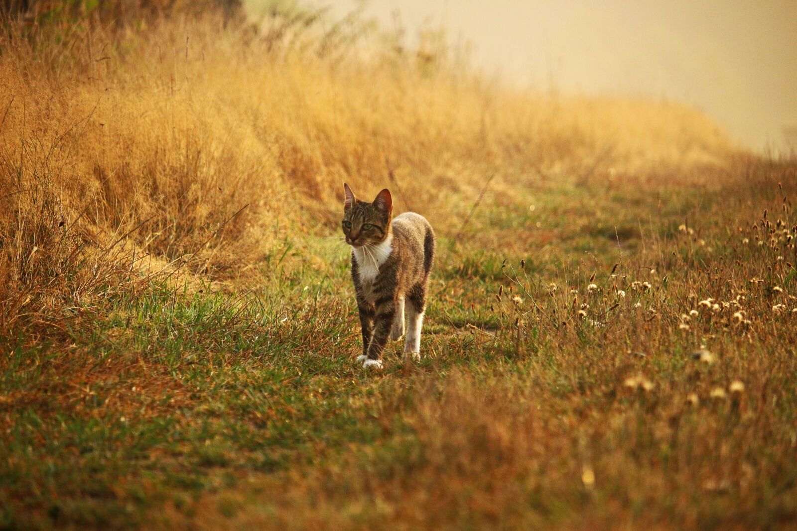 Canon EOS 100D (EOS Rebel SL1 / EOS Kiss X7) sample photo. Cat, kitten, mieze photography
