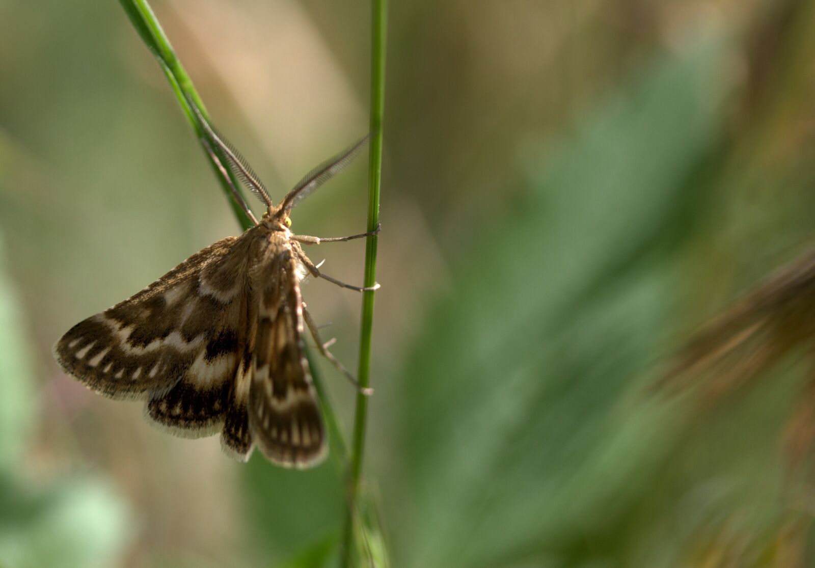 Canon EF-S 60mm F2.8 Macro USM sample photo. Butterfly, spike, insecta photography