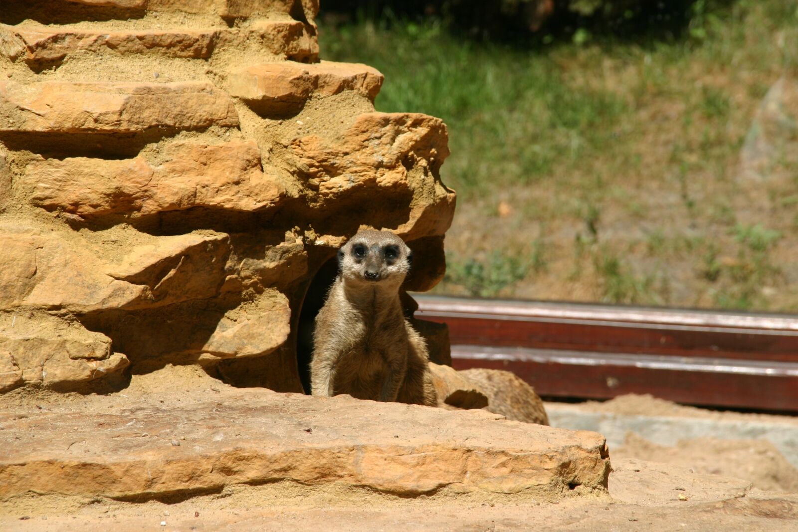 Canon EOS 300D (EOS Digital Rebel / EOS Kiss Digital) sample photo. Surykatka, animal, zoo photography