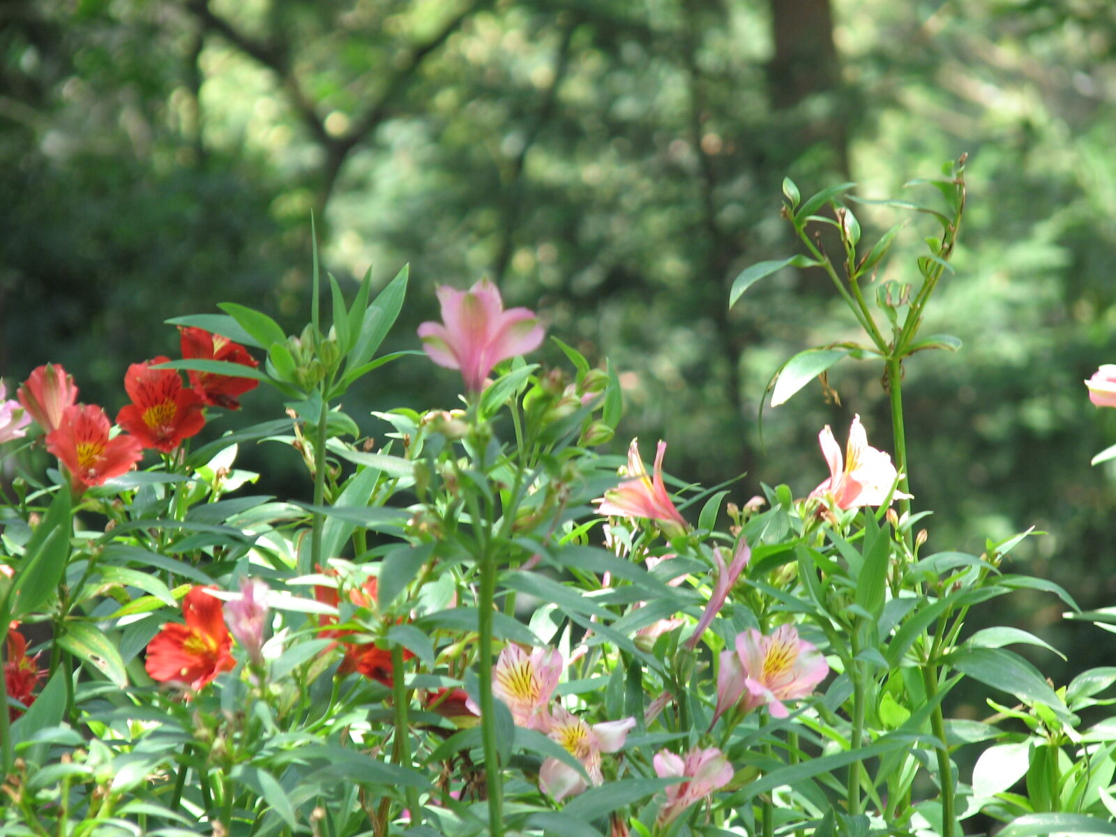 Canon POWERSHOT S3 IS sample photo. Nuwara, eliya, sri, lanka photography