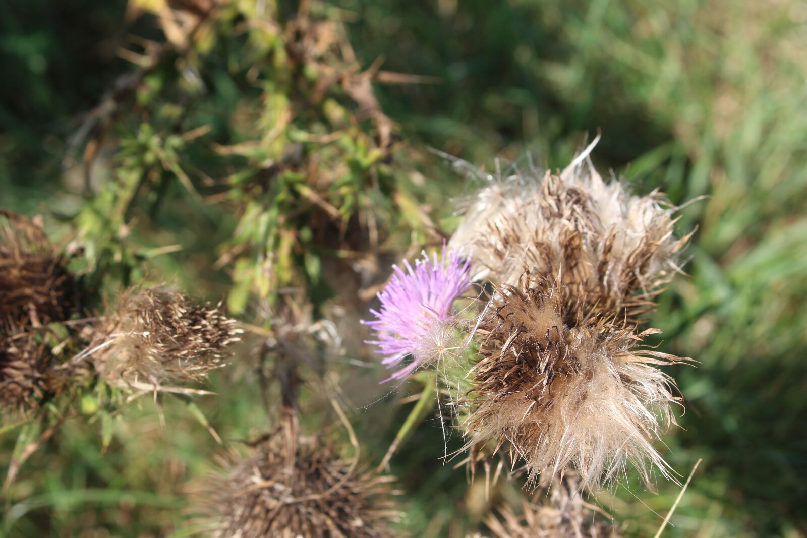 Canon EOS 700D (EOS Rebel T5i / EOS Kiss X7i) sample photo. Amazing, beautiful, beautiful, flowers photography