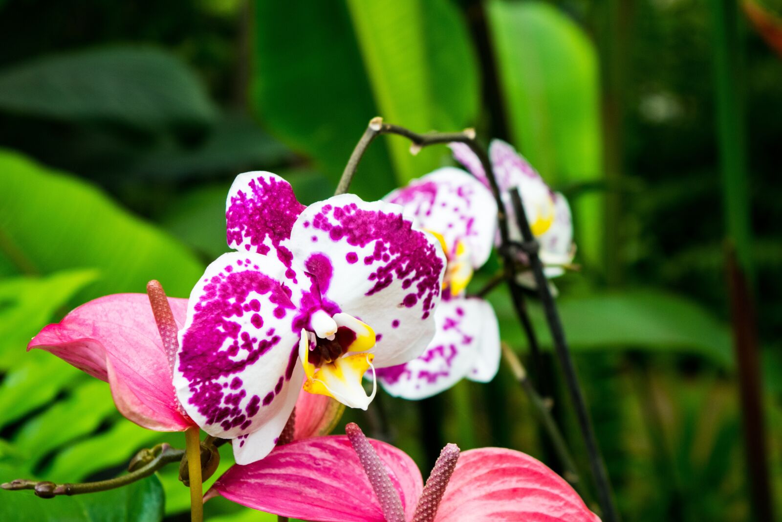 Nikon D5300 sample photo. Orchids, flower, flowers photography