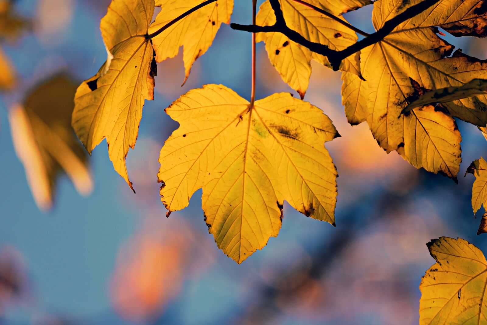 Nikon D750 sample photo. Autumn leaf, veins, pattern photography