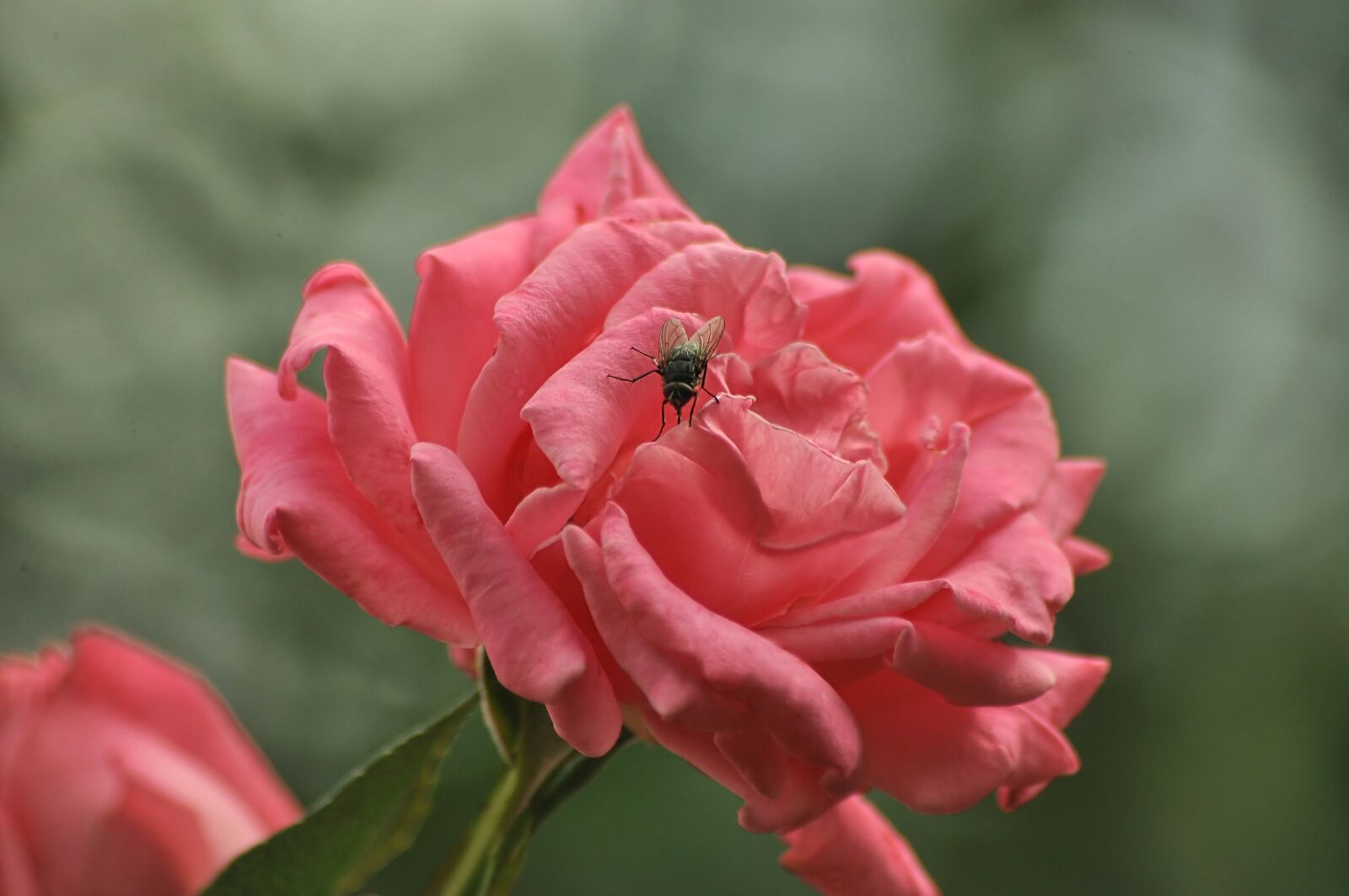 Nikon D90 sample photo. Fly, rose, pink photography