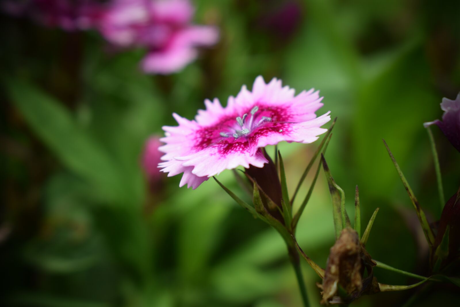Nikon D3300 sample photo. Flower, green, nature photography