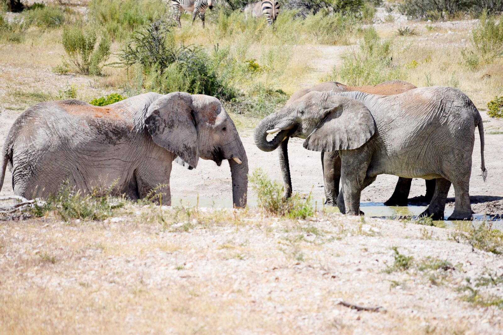 Nikon D5300 sample photo. Elephant, wildlife, game photography