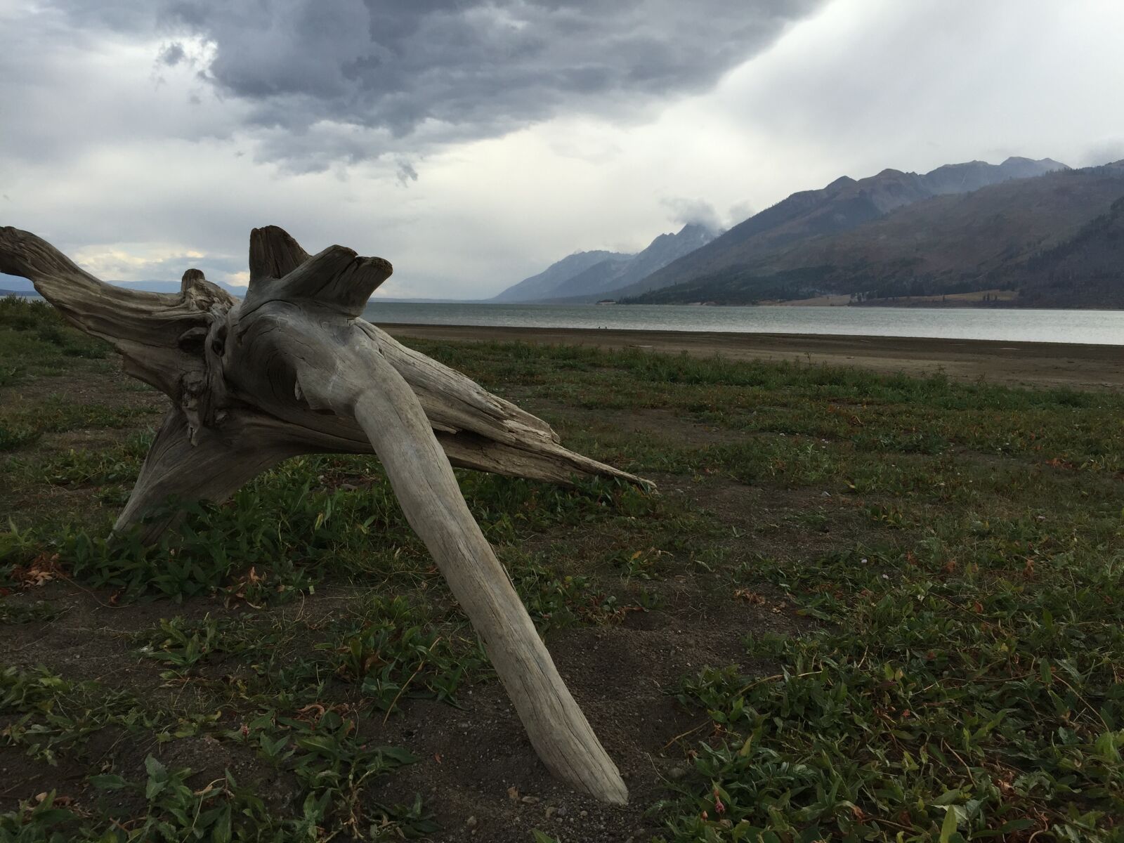 Apple iPhone 6 sample photo. Wood, tetons, water photography