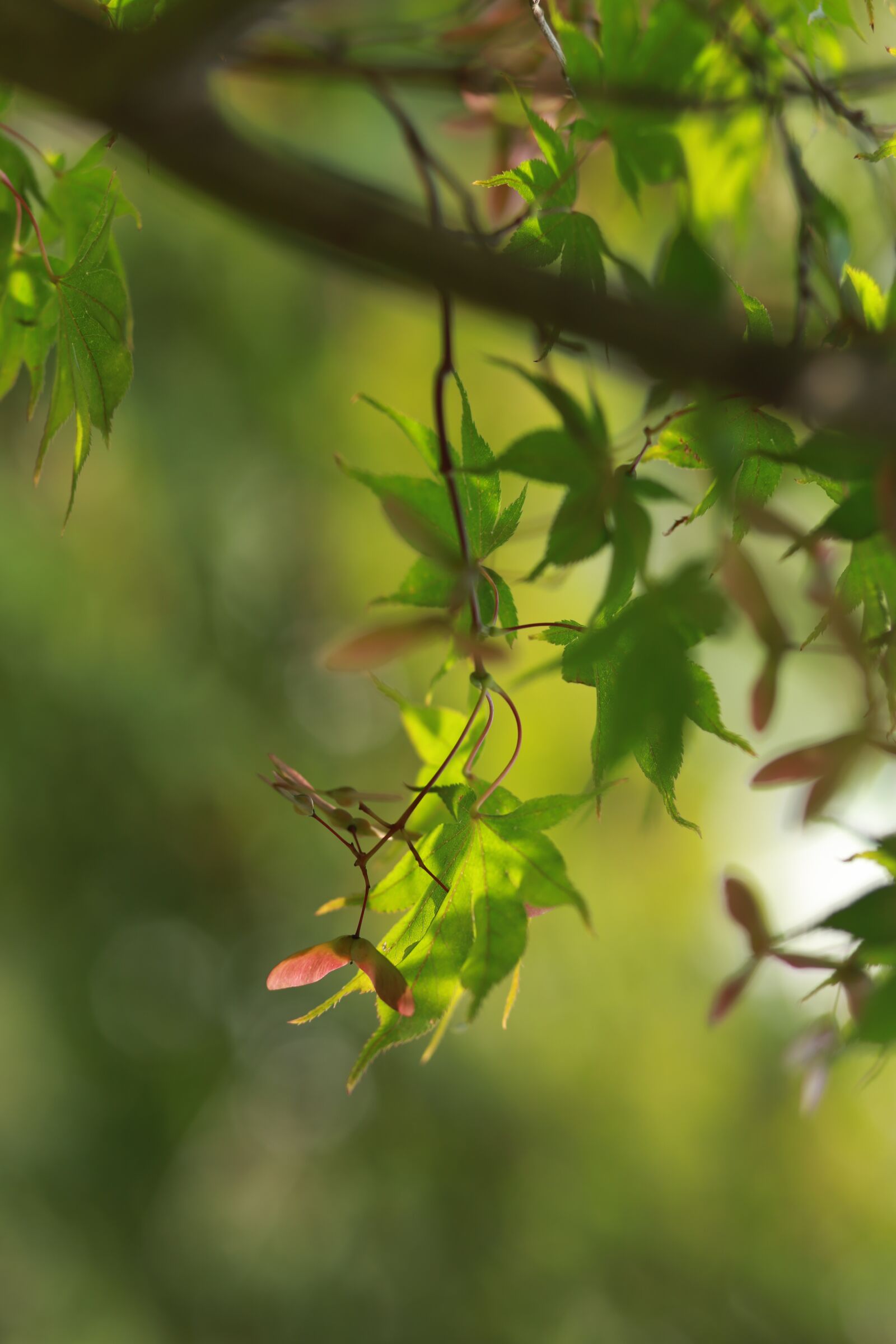 Canon EOS 6D sample photo. Autumn leaves, maple leaf photography